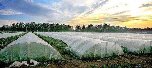 沒(méi)出倉(cāng)庫(kù)就發(fā)黃，塑料吹膜如何選擇熒光增白劑？