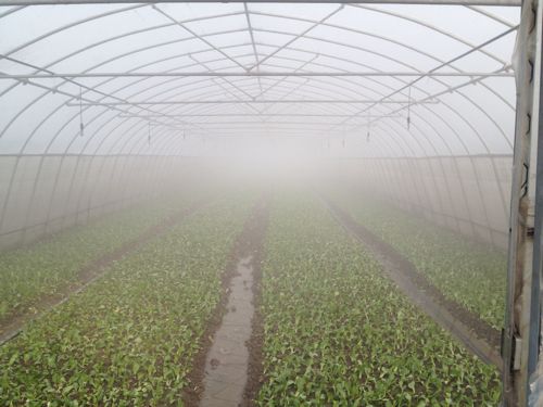 大棚膜防霧劑有什么作用？